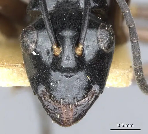 Polyrhachis johnsoni specimen