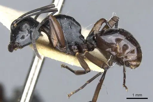 Polyrhachis johnsoni specimen
