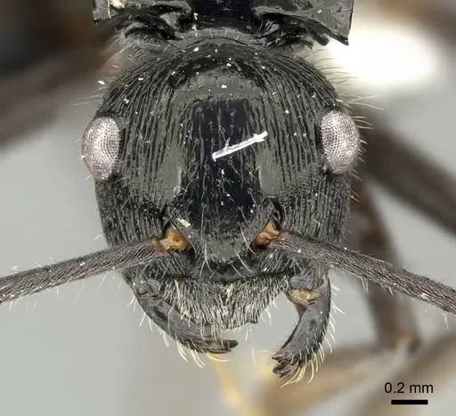 Polyrhachis kaipi specimen