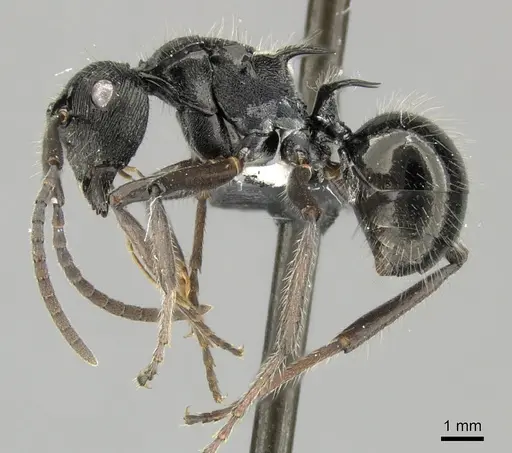 Polyrhachis kaipi specimen