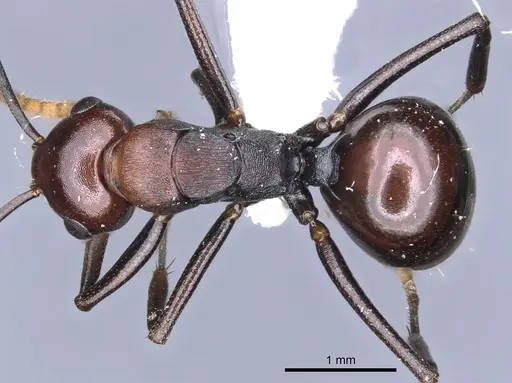 Polyrhachis kazuoi specimen