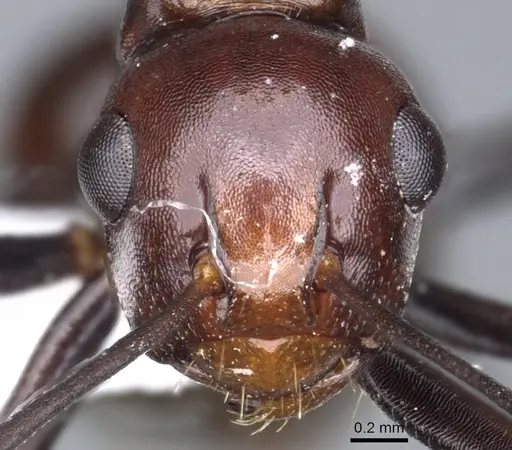Polyrhachis kazuoi specimen