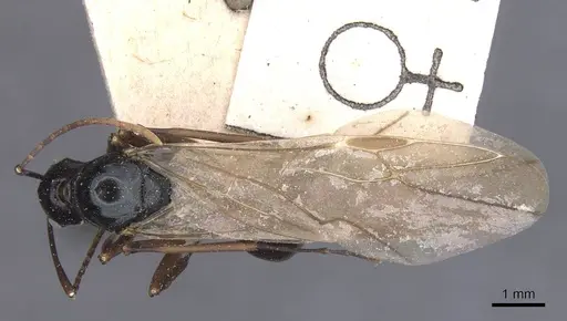 Polyrhachis keratifera specimen