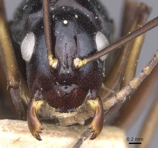 Polyrhachis keratifera specimen
