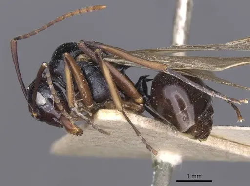 Polyrhachis keratifera specimen
