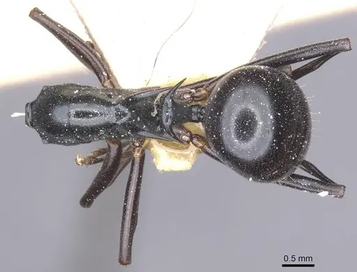 Polyrhachis keratifera - CASENT0912153