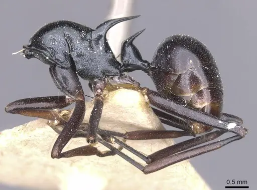 Polyrhachis keratifera - CASENT0912153