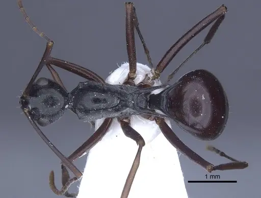 Polyrhachis keratifera - CASENT0916769