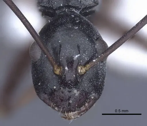 Polyrhachis keratifera - CASENT0916769