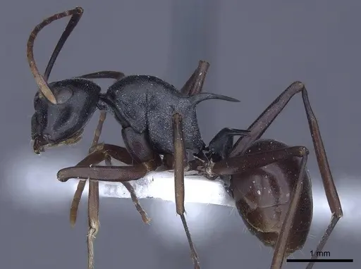 Polyrhachis keratifera - CASENT0916769