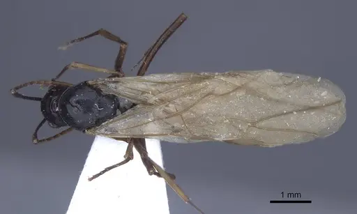 Polyrhachis keratifera - CASENT0916770