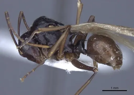 Polyrhachis keratifera - CASENT0916770