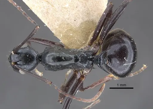 Polyrhachis keratifera - CASENT0917199