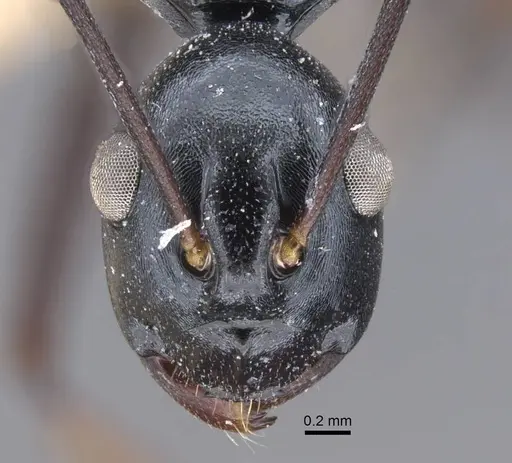 Polyrhachis keratifera - CASENT0917199