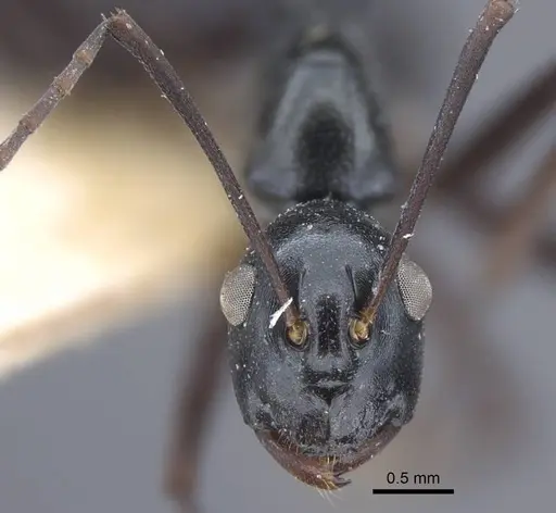 Polyrhachis keratifera - CASENT0917199