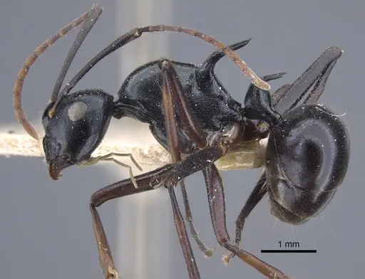 Polyrhachis keratifera - CASENT0917199