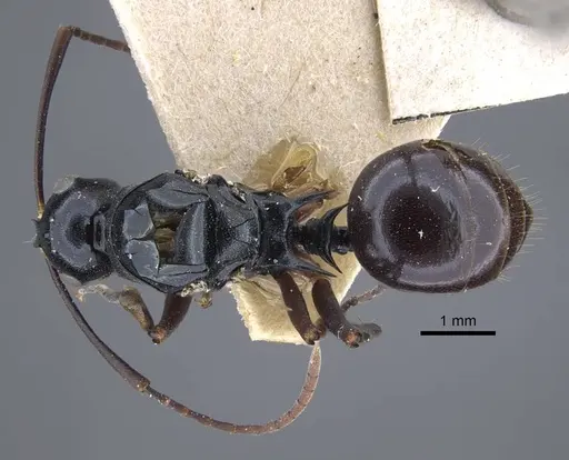 Polyrhachis keratifera - CASENT0917200