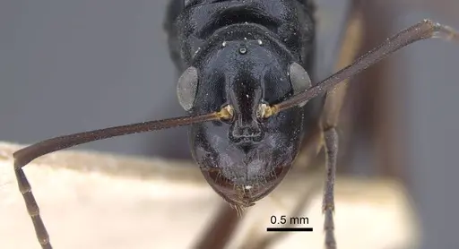 Polyrhachis keratifera - CASENT0917200