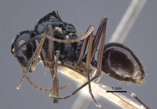 Polyrhachis keratifera - CASENT0917200