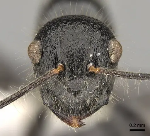 Polyrhachis khepra specimen