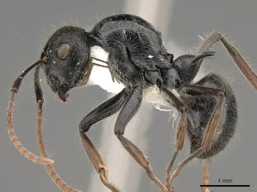 Polyrhachis khepra specimen