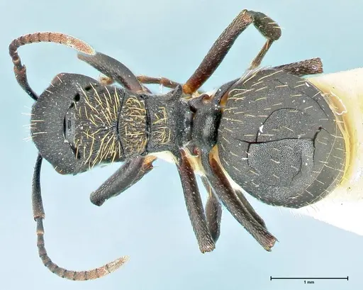 Polyrhachis kohli specimen