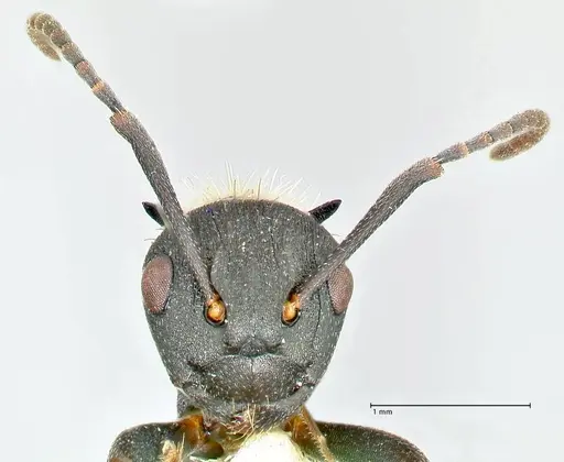 Polyrhachis kohli specimen