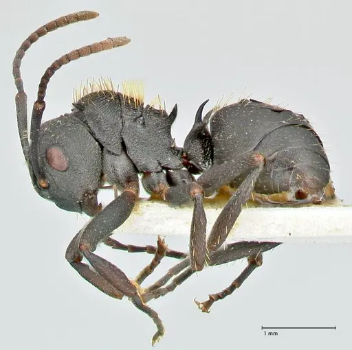 Polyrhachis kohli specimen