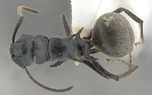 Polyrhachis kohouti specimen
