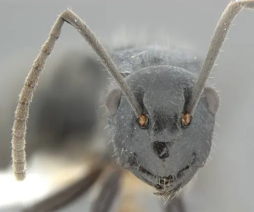 Polyrhachis kohouti specimen