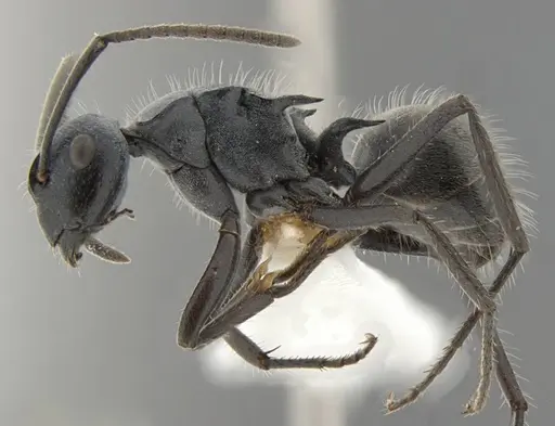 Polyrhachis kohouti specimen