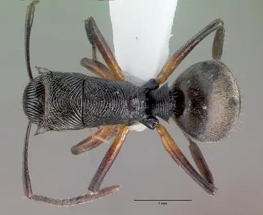 Polyrhachis kokoda specimen