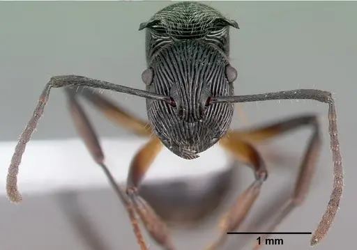 Polyrhachis kokoda specimen