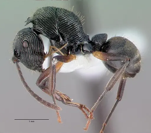 Polyrhachis kokoda - CASENT0009241