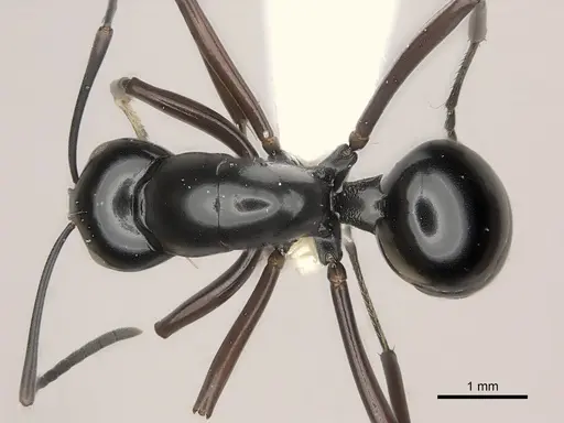 Polyrhachis kyawthani specimen