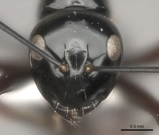 Polyrhachis kyawthani specimen
