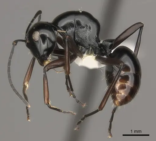 Polyrhachis kyawthani specimen