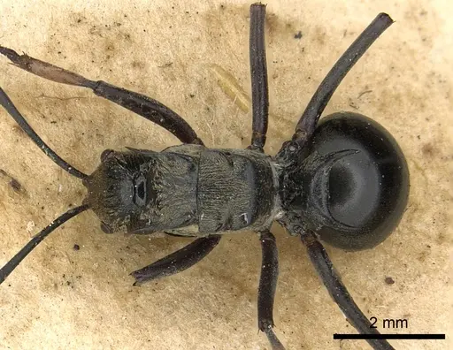 Polyrhachis labella specimen