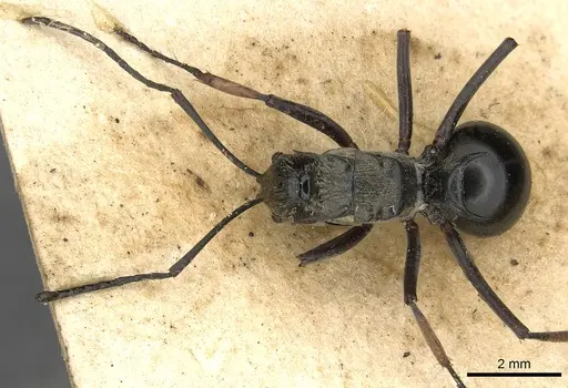Polyrhachis labella specimen