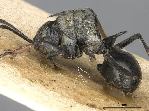 Polyrhachis labella - CASENT0901843