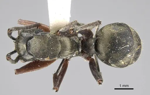 Polyrhachis labella - CASENT0919908