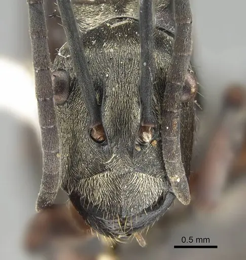 Polyrhachis labella - CASENT0919908