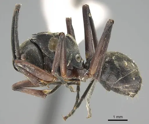Polyrhachis labella - CASENT0919908