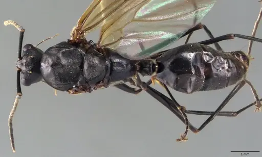 Polyrhachis laboriosa specimen