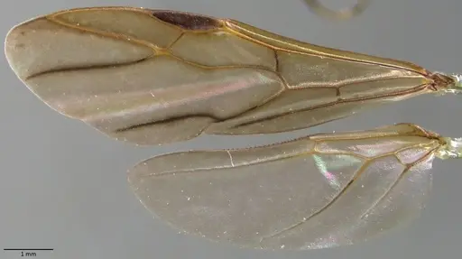 Polyrhachis laboriosa specimen