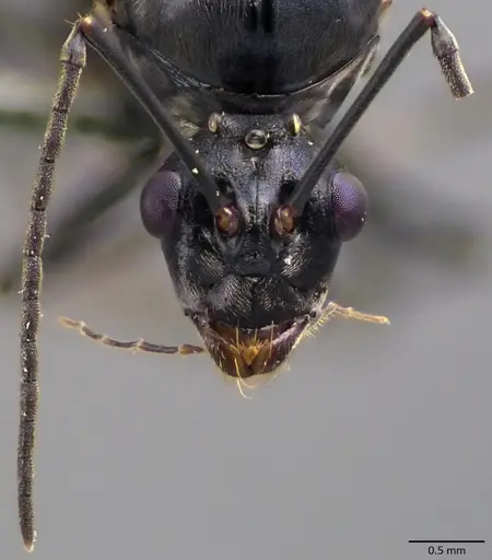 Polyrhachis laboriosa specimen