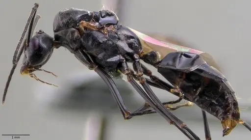 Polyrhachis laboriosa - ANTWEB1060028