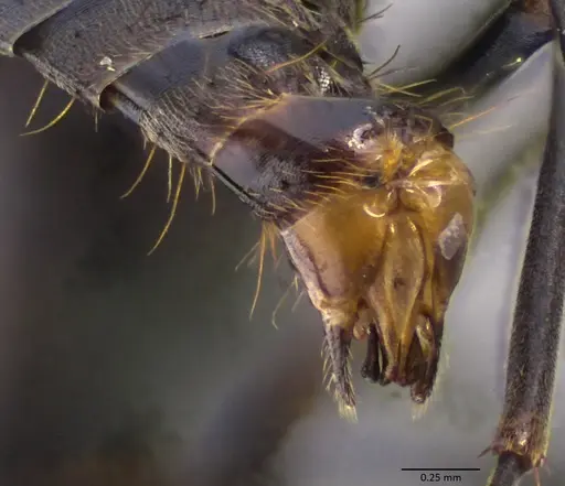 Polyrhachis laboriosa - ANTWEB1060028