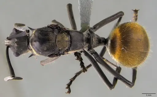 Polyrhachis laboriosa - ANTWEB1060030