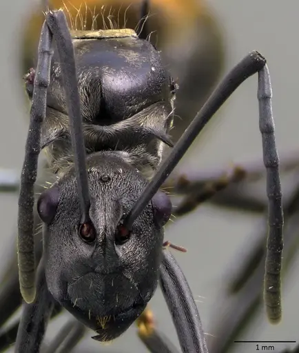 Polyrhachis laboriosa - ANTWEB1060030